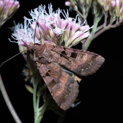 Xestia rhomboidea (osenice hluchavková), Augšperský potok