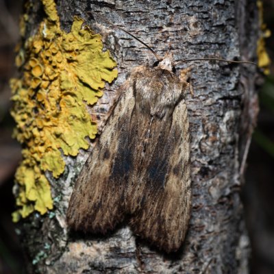 Lithophane socia (dřevobarvec stromový), Hodonín - Zbrod