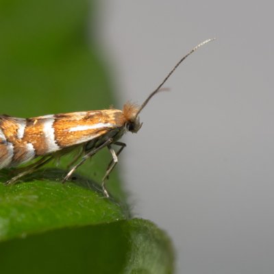 Phyllonorycter ulmifoliella (-), Henčov