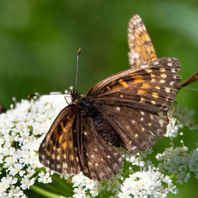 Melitaea diamina (hnědásek rozrazilový), SK, Štôla