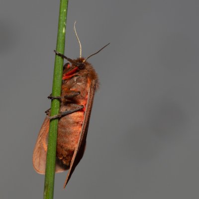 Phragmatobia fuliginosa (přástevník šťovíkový), PR Svatý kopeček
