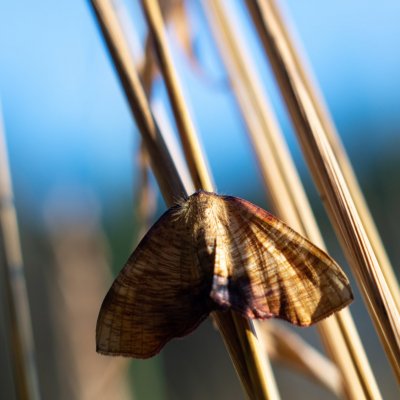 Plagodis dolabraria (kropenatec žíhaný), Žebětín