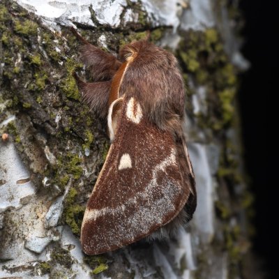 Eriogaster lanestris (bourovec březový), NPR Radostínské rašeliniště