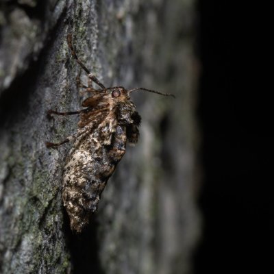 Agriopis aurantiaria (tmavoskvrnáč zlatavý), Žebětín