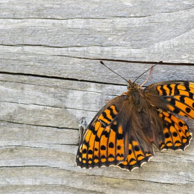 Argynnis niobe (perleťovec maceškový), IT, Pfelders - Plan, Jižní Tyrolsko