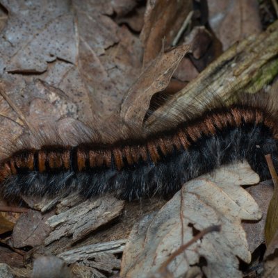 Macrothylacia rubi (bourovec ostružiníkový), Žebětín
