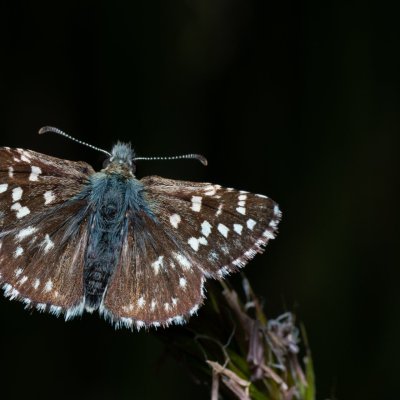 Pyrgus malvae (soumračník jahodníkový), PR Kamenný vrch