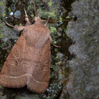 Orthosia cerasi (jarnice lipová), Žebětín