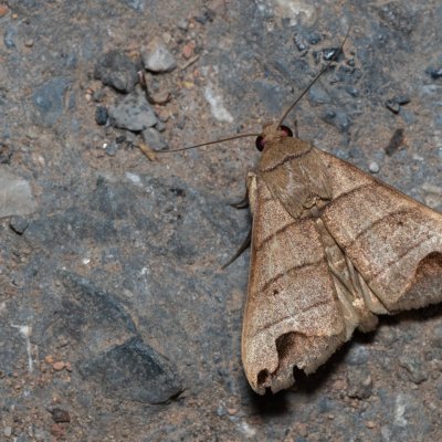 Bocula sp., TH, Khao Sok