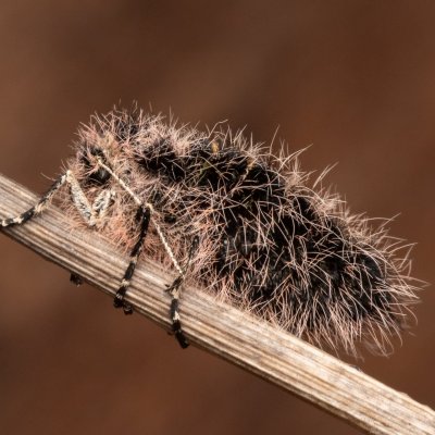 Lycia zonaria (drsnokřídlec bělopásný), PP Člupy