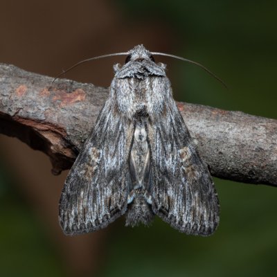 Cucullia xeranthemi (kukléřka zlatovlásková), PP Kamenný vrch u Kurdějova