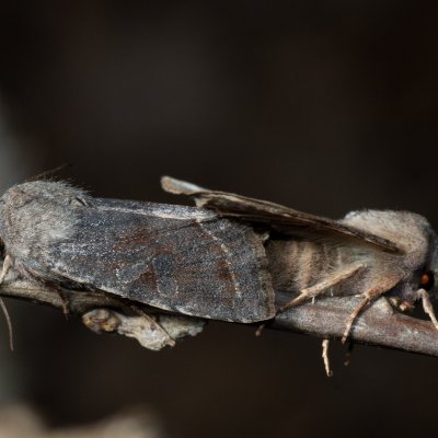 Orthosia incerta (jarnice březnová), Kývalka