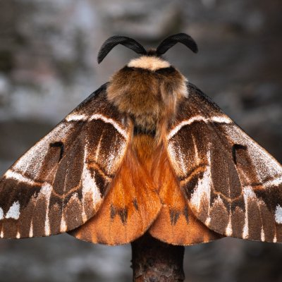 Endromis versicolora (strakáč březový), NPR Radostínské rašeliniště