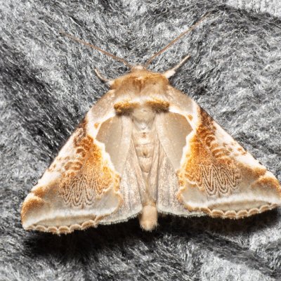 Habrosyne pyritoides (můřice bělopásná), Augšperský potok