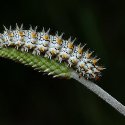 Melitaea didyma (hnědásek květelový), PP Černice