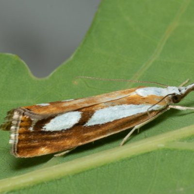 Catoptria permutatella (travařík stříbroskvrnný), PP Černice